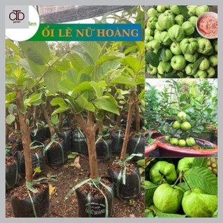 Ổi Nữ Hoàng giống ổi rất phù hợp trồng chậu, cao 60 cm 11