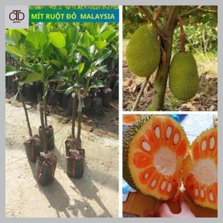 Cây giống mít ruột đỏ malaysia, loại cây giống thế hệ mới, giống khỏe