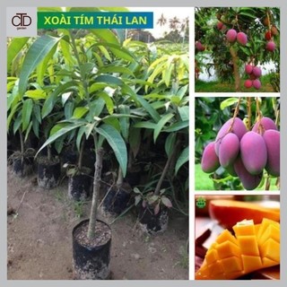 Cây giống xoài tím Thái Lan, giống cây ăn trái nhập khẩu F1 mới