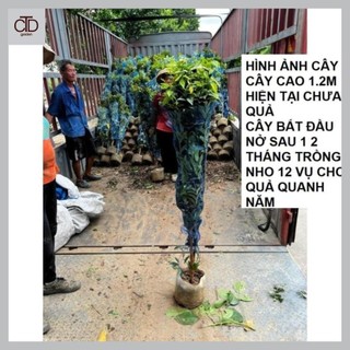 Cây giống nho thân gỗ 12 vụ choai, cây cao 1m2, cho quả sau 1 - 2 tháng trồng
