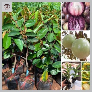 Cây giống vú sữa lò rèn, cây giống F1 chuẩn chất lượng