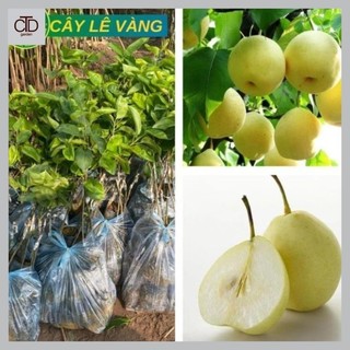 Cây Lê Vàng giống chuẩn F1, quả giòn, ngọt 11