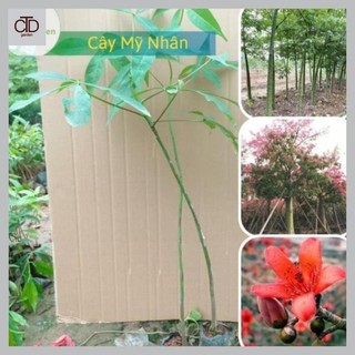 Cây Mỹ Nhân giống cây cao khoảng 35-40 cm