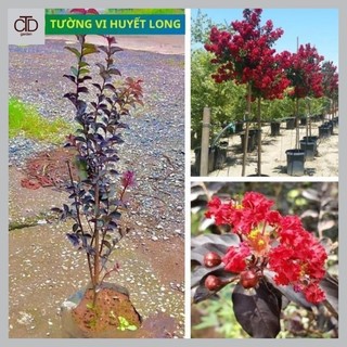 Cây giống Tường Vi Huyết Long