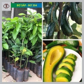 Cây giống bơ sáp, cây giống bơ 034, cây giống khỏe dễ trồng ít sâu bệnh