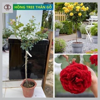 Cây giống hồng Tree hồng thân gỗ, cây cao khoảng 70cm