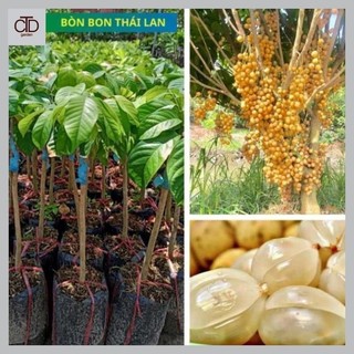 Cây giống Bòn Bon Vàng Thái Lan, cây giống khỏe năng suất cao