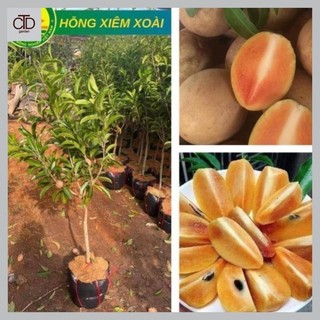 Cây Hồng Xiêm Xoài Choai cao 1m-1,2m quả ngọt mát