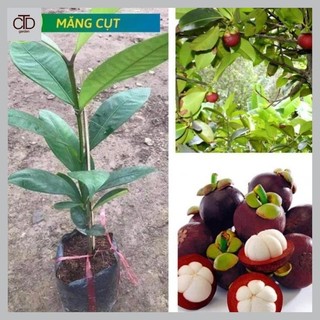 Măng cụt Bến Tre, nữ hoàng trái cây, năng suất cao, siêu thơm ngon