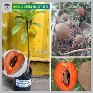 Hồng xiêm Thái ruột đỏ, giống cây nhập khẩu thế hệ mới