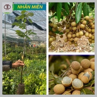 Cây Nhãn Miền Thiết Khoái Châu Hưng Yên giống cây khỏe