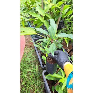 Mận hồng mst