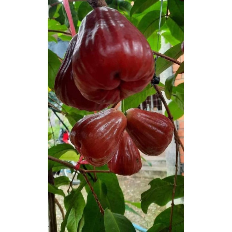 Mận hồng mst