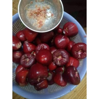 Cây giống mận hồng đào huyết