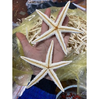 Combo 5 con Sao biển khô. Sao biển dùng trang trí, chụp hình