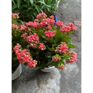 Hoa Sống Đời Thái(đỏ,hồng,cam,vàng)