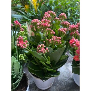 Hoa Sống Đời Thái(đỏ,hồng,cam,vàng)
