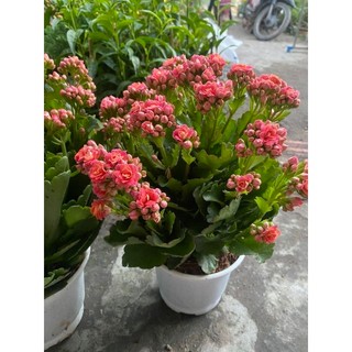 Hoa sống đời thái