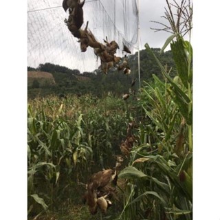 Lưới bẫy chim tàng hình 9 dây 8 túi cao 10 mét mắt lưới 6 phân,7 phân,8 phân thái lan giá rẻ ( 20m-30m-40m-60m)