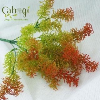 Cây Giả, Cây Rong La Hán