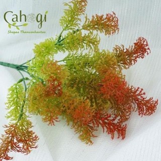 Cây Giả, Cây Rong La Hán
