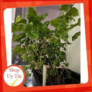 NHANG XÔNG PHONG THỦY GIẢI VÍA ( HỘP 10 CÂY)