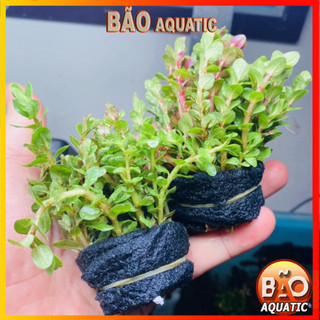 Vảy Ốc Siêu Đỏ ( trên 20 ngọn) Cây thủy sinh cắt cắm lá cạn