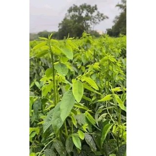 Hạt giống rau ngót gói 50 hạt