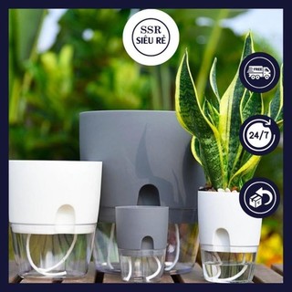 Chậu trồng cây thông minh tự tưới nước - chậu tự dưỡng