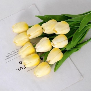 Cành hoa tulip