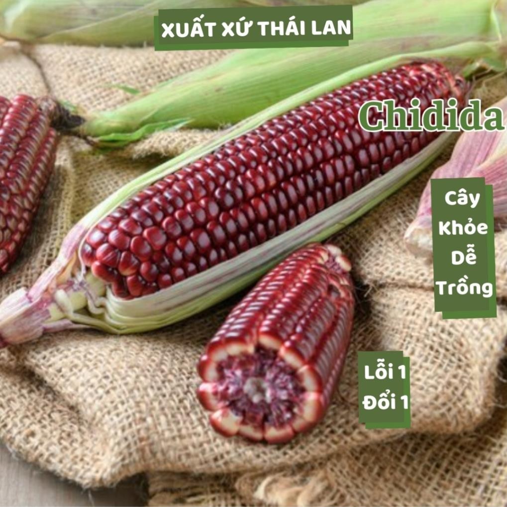Hạt giống bắp nếp ngô tím Thái Lan bông to dẻo ngọt ngon nảy mầm cao giống bắp đỏ trồng năng suất cao Hạt giống Chidida