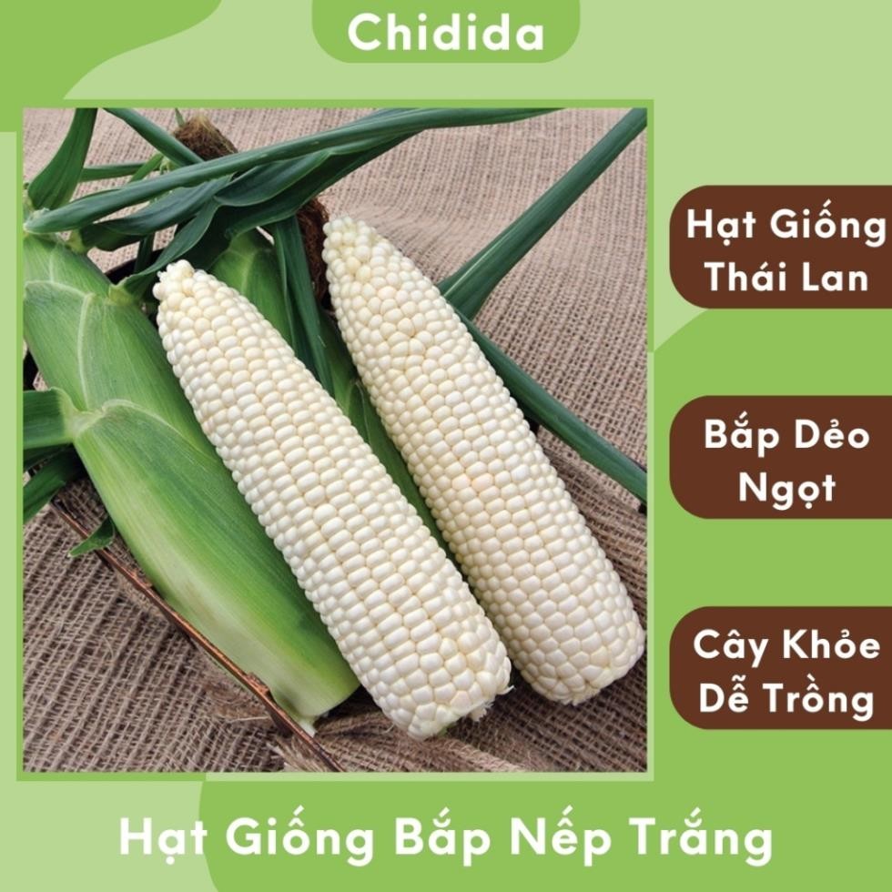 Hạt giống bắp nếp trắng Thái Lan bông to hạt đều dẻo ngọt nảy mầm cao dễ trồng ngô nếp lai ngô ngọt Hạt giống Chidida