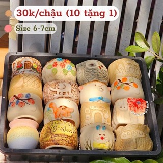 Combo 10 chậu tặng 1 trồng Sen đá và Xương rồng