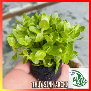 Lệ Nhi 13-15 ngọn lá cạn Cây thủy sinh cắt cắm