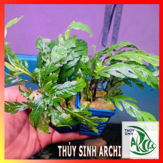 Cây liễu răng cưa - liễu đỏ ấn độ