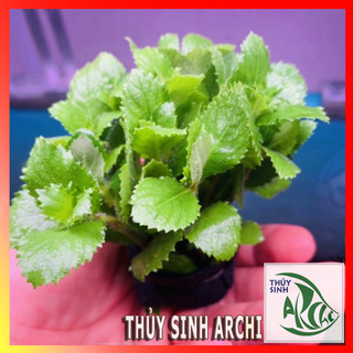 Cây thủy sinh Thủy Cúc 10 ngọn lá cạn Hygrophila difformis