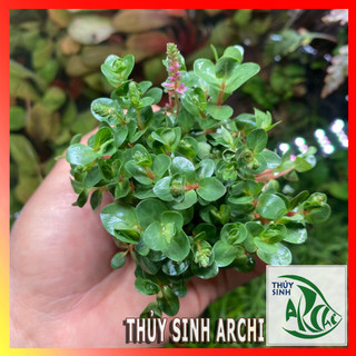 Cây thủy sinh Vảy ốc siêu đỏ rotala super red lá cạn cắt cắm