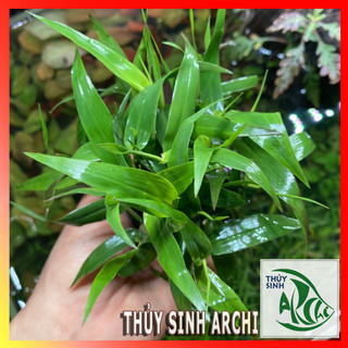 Cây tre nước thủy sinh Murdannia Keisak lá cạn trên 10 ngọn