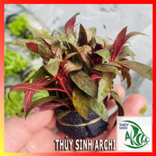 Cây thủy sinh Đại Hồng Huyết Đại Hồng Điệp Ludwigia glandulosa lá cạn cắt cắm