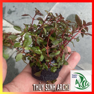 Cây thủy sinh Tân Đế Tài Hồng Ludwigia Palutris Super Red trên 20 ngọn lá cạn cắt cắm