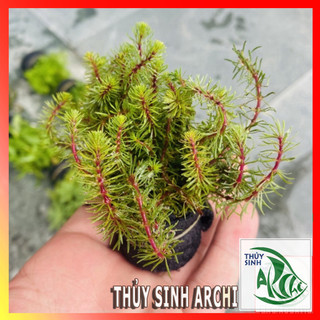 Cây thủy sinh Luân Thảo Đỏ Rotala wallichii Lá Cạn 18-25 ngọn