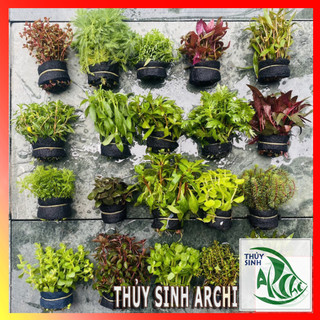 10 bó Cây thuỷ sinh cắt cắm lá cạn bất kì