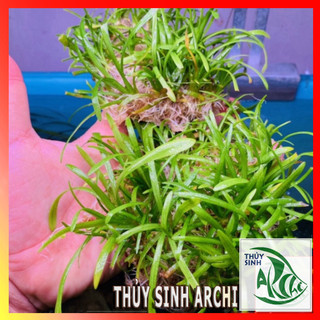 Cây thủy sinh tiền cảnh Cỏ thìa Sagittaria sbulata lá cạn tấc
