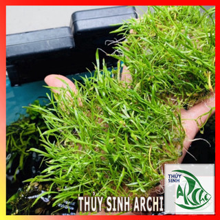 Cỏ lưỡi rắn huệ nước tấc 10x10cm cây thủy sinh tiền cảnh
