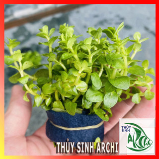 Cây thủy sinh vảy ốc xanh rotala sp. 'green' trên 20 ngọn lá cạn