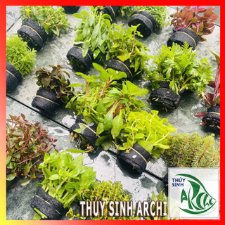 Cây thủy sinh cắt cắm lá cạn dễ sống không cần co2