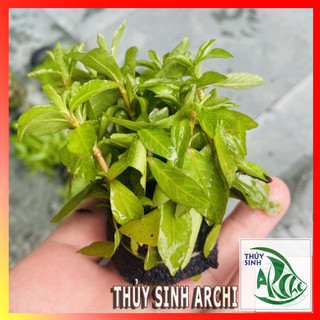 Sunset 15-18 ngọn lá cạn Cây thủy sinh cắt cắm