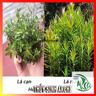 Cây Thủy Sinh Hoàng Hồng Thảo Ammannia pedicellata Golden 20-25 ngọn