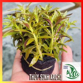 Cây thủy sinh Ngổ Tím Pogostemon stellatus trên 15 ngọn lá cạn