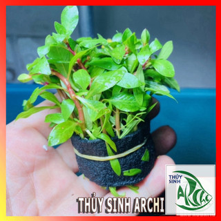 Cây thủy sinh Hồng Thái Dương Ludwigia inclinata lá cạn trên 12 ngọn